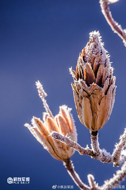 秋季最后一个节气！今日霜降愿好柿成霜