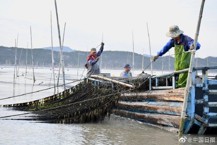 福建宁德霞浦海上紫菜迎来丰收季