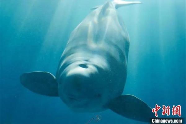 定了！它的名字叫“汉宝”