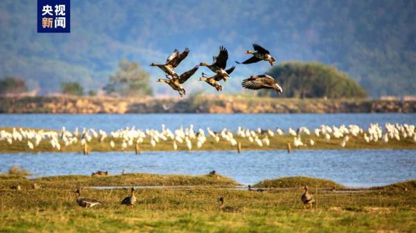 江西鄱阳湖：未经批准禁止进入鄱阳湖国家级自然保护区