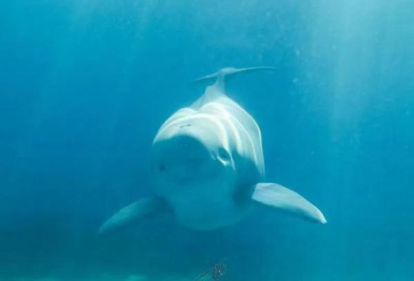 全球征名后，它的名字定了：汉宝！