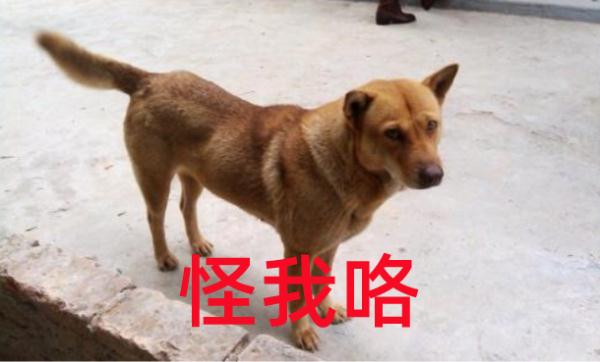 女子眼睛里挑出2厘米蠕动活虫  医生：摸猫狗后请注意手卫生