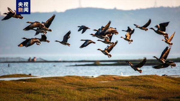 江西鄱阳湖：未经批准禁止进入鄱阳湖国家级自然保护区
