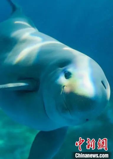 定了！它的名字叫“汉宝”