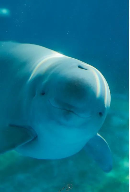 全球征名后，它的名字定了：汉宝！