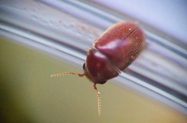 杭州女子家里小飞虫泛滥,竟是因为前年冬天买了它!很多人家里都有… 杭州女子家里小飞虫泛滥,竟是因为前年冬天买了它!很多人家里都有…