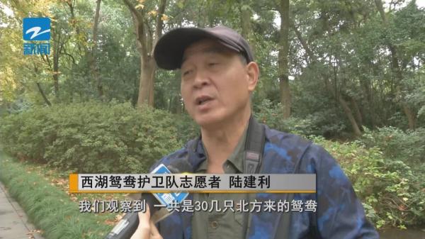 西湖飞来了会游泳的这种“鸡” ，先睹为快→