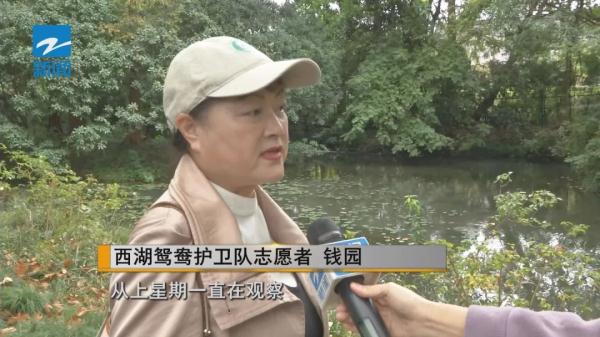 西湖飞来了会游泳的这种“鸡” ，先睹为快→