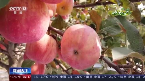 多地特色经济作物迎来收获 助农持续增收