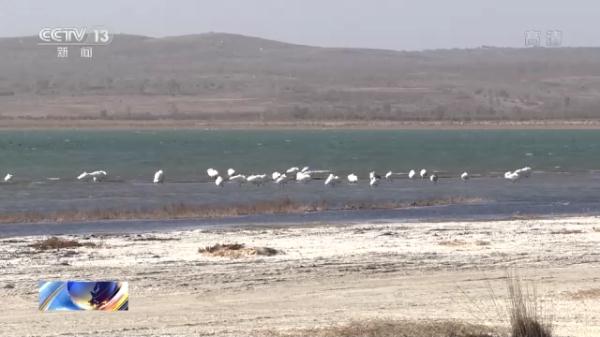 候鸟迁徙季到来 内蒙古鄂尔多斯迎来大批迁徙候鸟