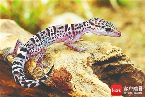 这份优先保护物种名录公布，海南长臂猿、坡垒等256个物种入选！