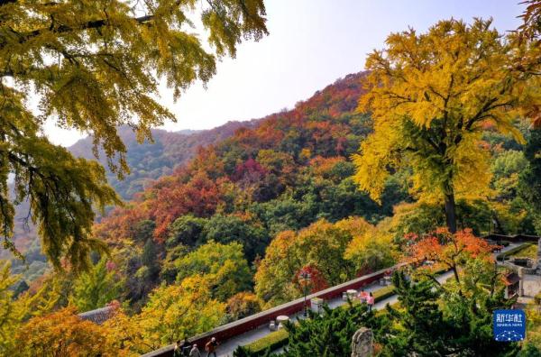 新闻中心 这是10月25日在天津市蓟州区盘山风景名胜区拍摄的秋景