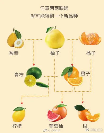 被误解的香橼的一生