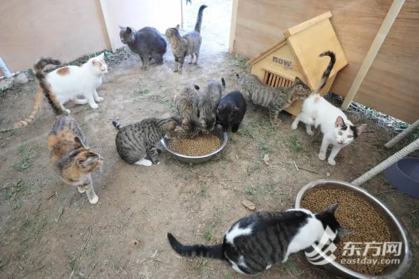 “猫岛”上的流浪猫，找到新家了吗？回访上海首个城市流浪猫管理中心