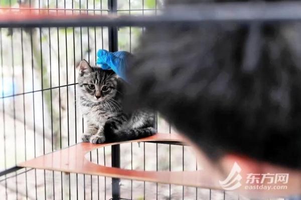 “猫岛”上的流浪猫，找到新家了吗？回访上海首个城市流浪猫管理中心