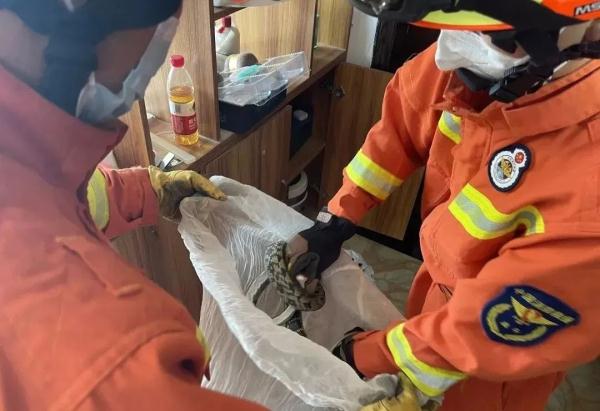 深秋频现“蛇出没”，“波浪”蛇、“大胖”蛇、“赏花”蛇…