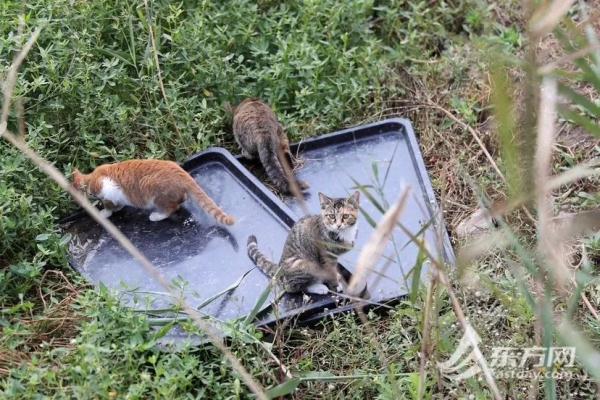 “猫岛”上的流浪猫，找到新家了吗？回访上海首个城市流浪猫管理中心