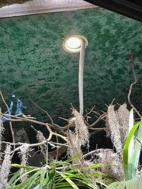 眼镜王蛇当游客面逃出,一口毒液可杀死20人?至今未抓获… 眼镜王蛇当游客面逃出,一口毒液可杀死20人?至今未抓获…