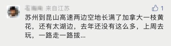 外来入侵物种！苏州多地出现！