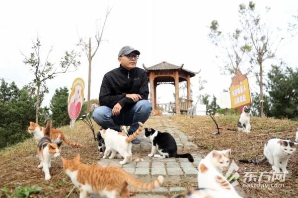 “猫岛”上的流浪猫，找到新家了吗？回访上海首个城市流浪猫管理中心
