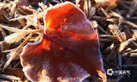 黑龙江太阳岛湿地气温低迷 白霜为植物披银装