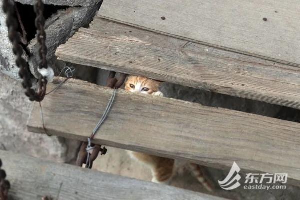 “猫岛”上的流浪猫，找到新家了吗？回访上海首个城市流浪猫管理中心