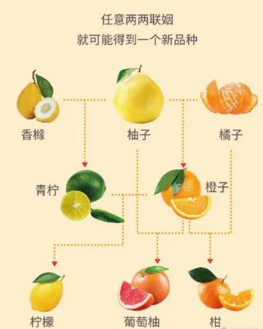 皮比肉还厚？很多人都不知道，其实它不是柚子