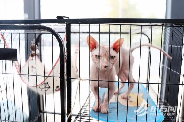 “猫岛”上的流浪猫，找到新家了吗？回访上海首个城市流浪猫管理中心
