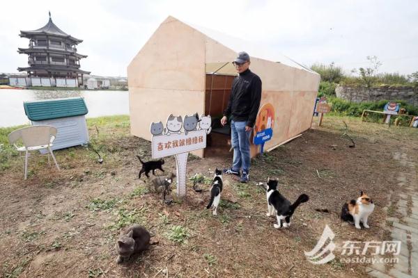 “猫岛”上的流浪猫，找到新家了吗？回访上海首个城市流浪猫管理中心