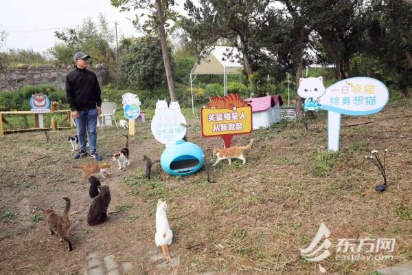 “猫岛”上的流浪猫，找到新家了吗？回访上海首个城市流浪猫管理中心