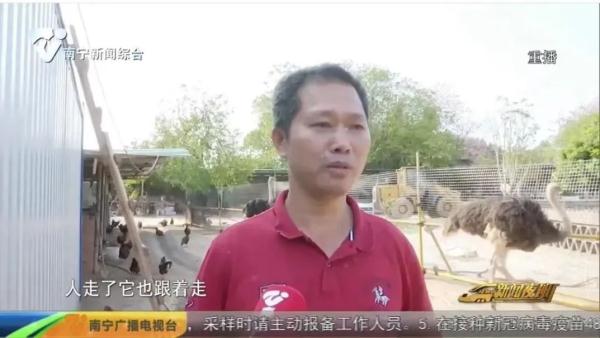 街头狂奔的鸵鸟来自哪里？为什么会等红绿灯？主人这样说