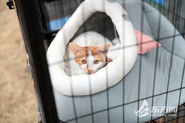 “猫岛”上的流浪猫，找到新家了吗？回访上海首个城市流浪猫管理中心