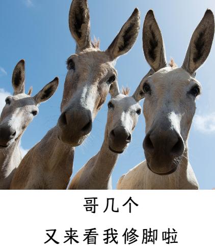 修驴蹄有啥好看的? 修驴蹄有啥好看的?