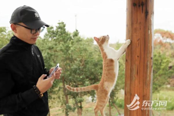 “猫岛”上的流浪猫，找到新家了吗？回访上海首个城市流浪猫管理中心