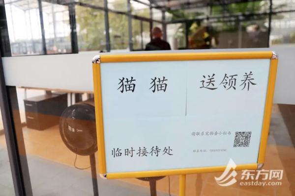 “猫岛”上的流浪猫，找到新家了吗？回访上海首个城市流浪猫管理中心