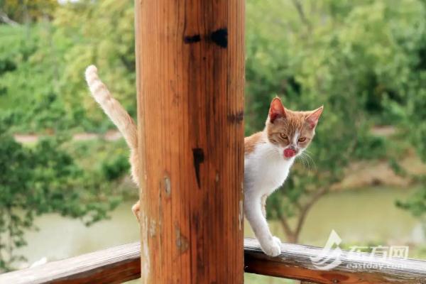 “猫岛”上的流浪猫，找到新家了吗？回访上海首个城市流浪猫管理中心