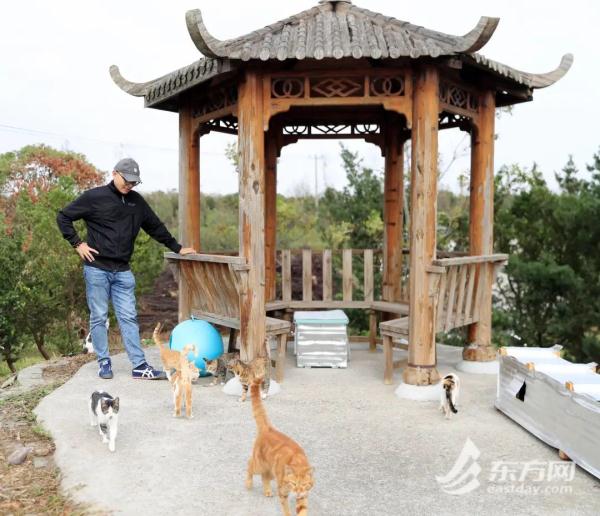 “猫岛”上的流浪猫，找到新家了吗？回访上海首个城市流浪猫管理中心