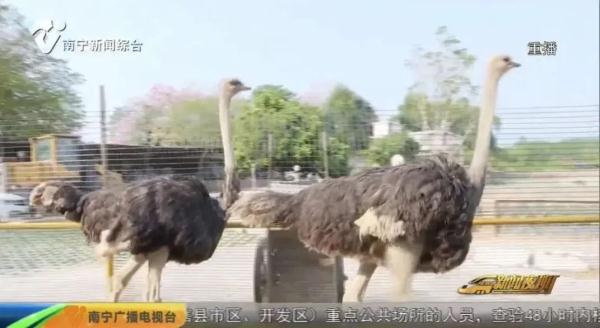 街头狂奔的鸵鸟来自哪里？为什么会等红绿灯？主人这样说