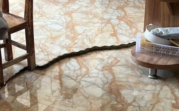 深秋频现“蛇出没”，“波浪”蛇、“大胖”蛇、“赏花”蛇…