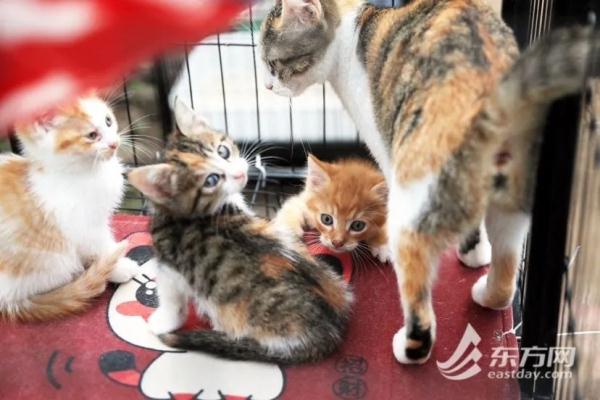 “猫岛”上的流浪猫，找到新家了吗？回访上海首个城市流浪猫管理中心