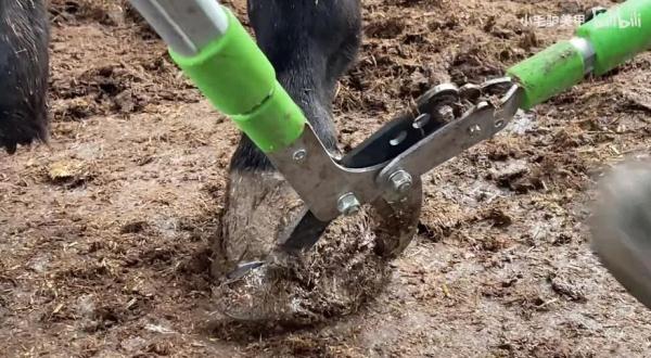 修驴蹄有啥好看的? 修驴蹄有啥好看的?