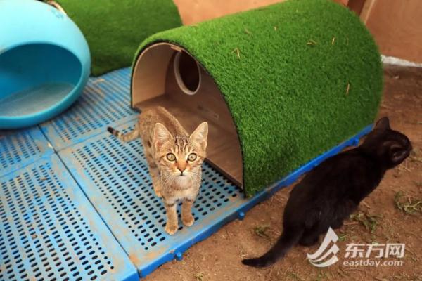 “猫岛”上的流浪猫，找到新家了吗？回访上海首个城市流浪猫管理中心