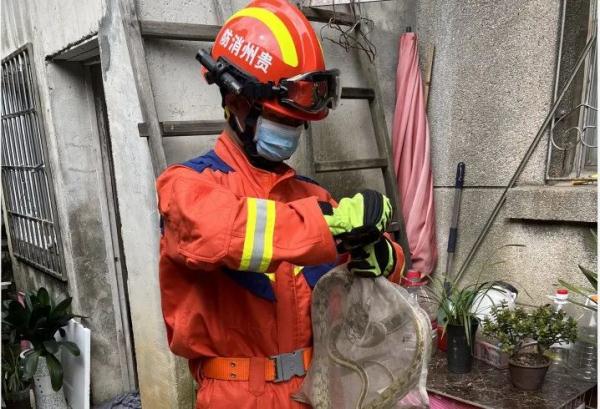 深秋频现“蛇出没”，“波浪”蛇、“大胖”蛇、“赏花”蛇…