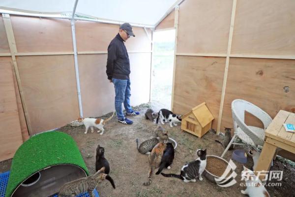 “猫岛”上的流浪猫，找到新家了吗？回访上海首个城市流浪猫管理中心