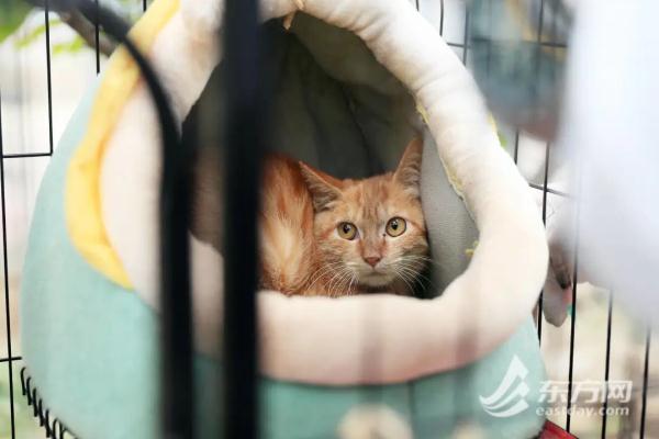 “猫岛”上的流浪猫，找到新家了吗？回访上海首个城市流浪猫管理中心