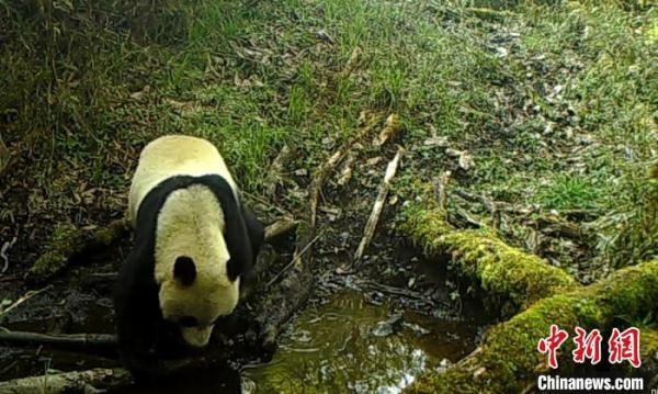 四川宝兴：野生大熊猫外出喝水被红外线相机记录