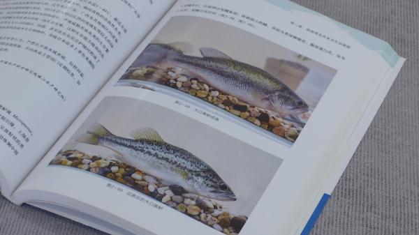 30个外来鱼种进入长江！切勿盲目放生！