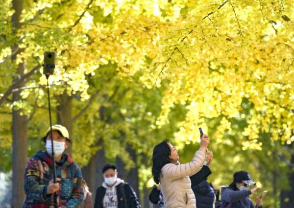美丽北京 | 钓鱼台银杏大道进入最佳观赏期
