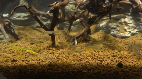 30个外来鱼种进入长江！切勿盲目放生！