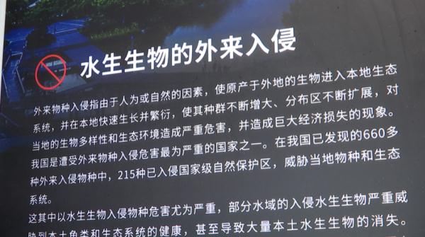 30个外来鱼种进入长江！切勿盲目放生！
